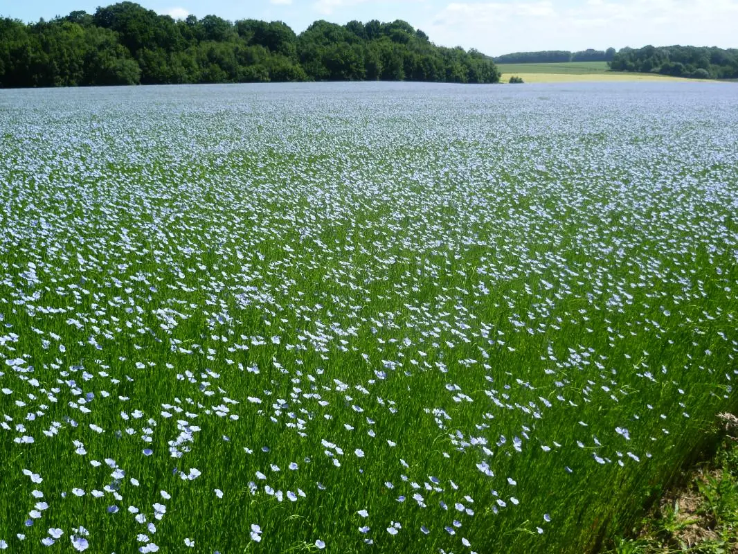 Gîte de France Gîtes de france® - flax 3 fül magja