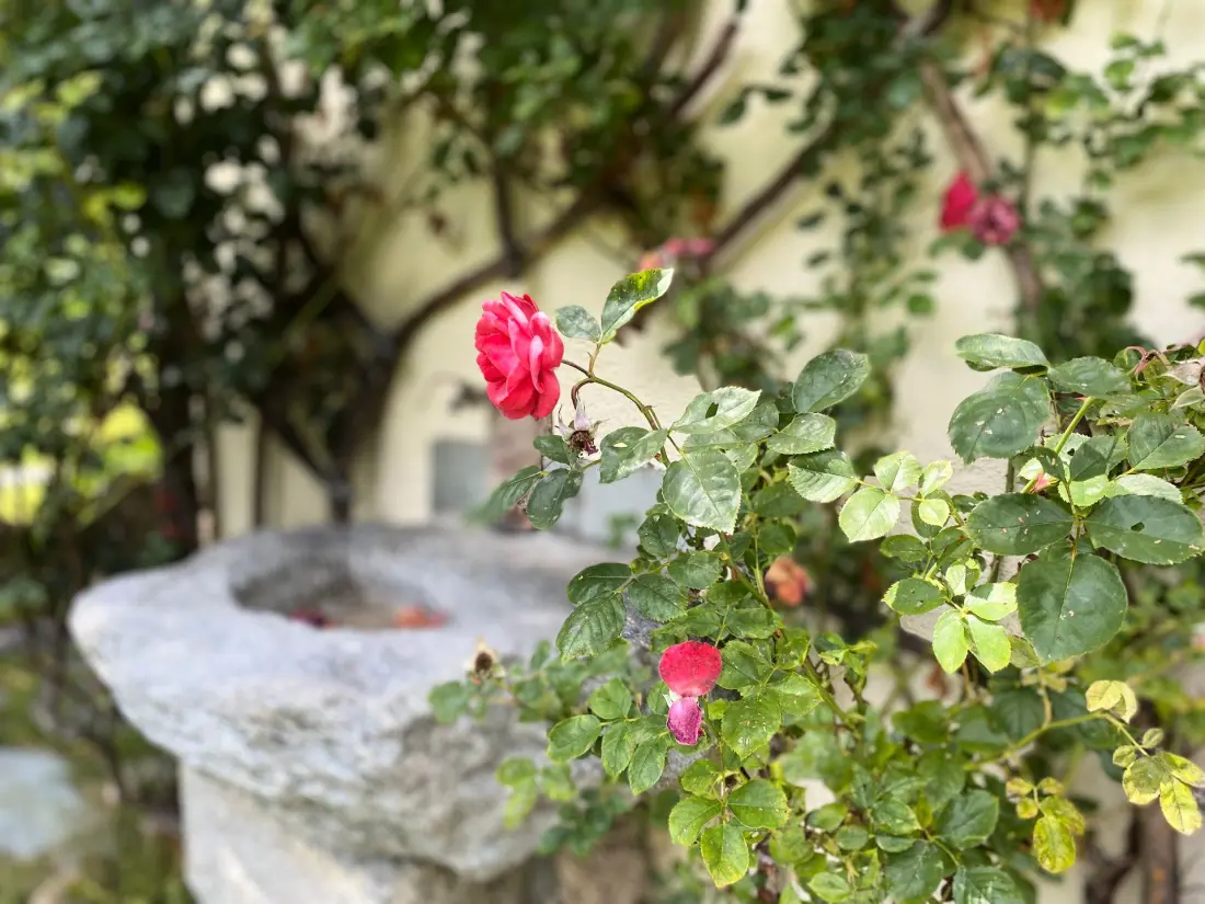 Residence Les Arolles