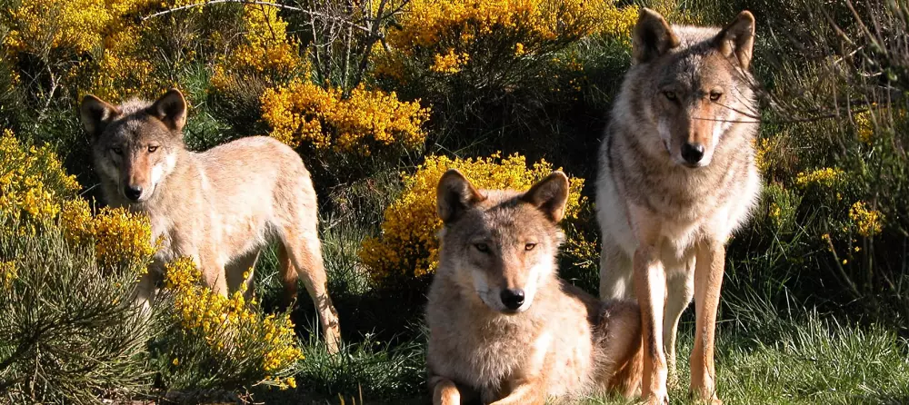 Campingplads Les Sous Bois du Lac