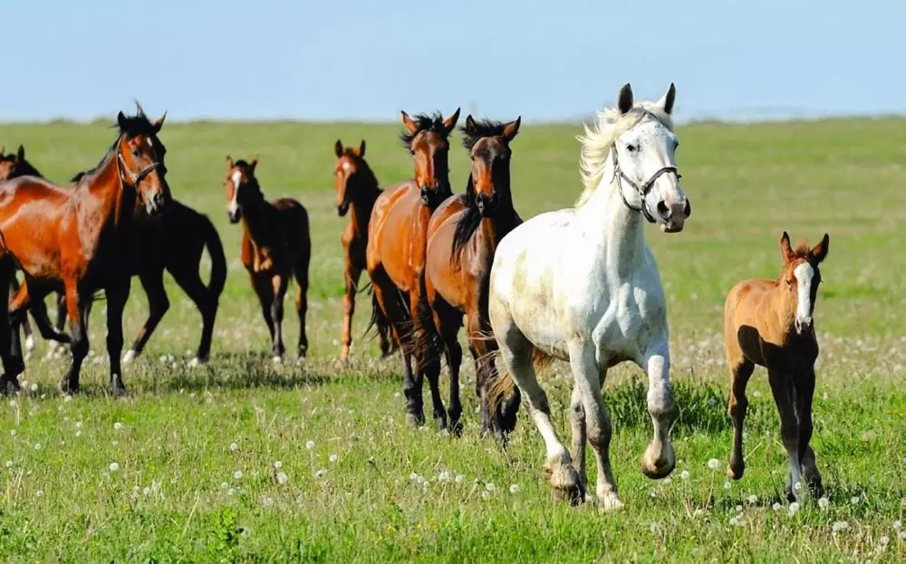 Campingplads Les Sous Bois du Lac