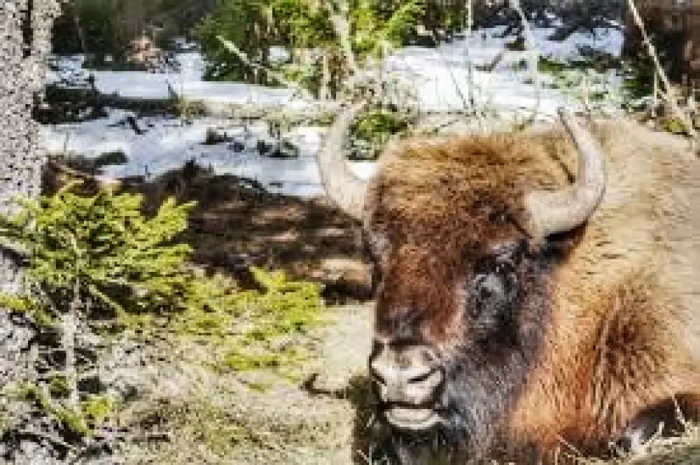 Campingplads Les Sous Bois du Lac