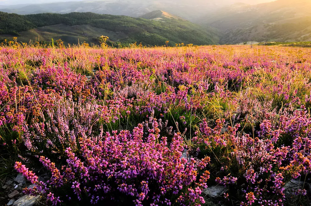 Campingplads Les Sous Bois du Lac