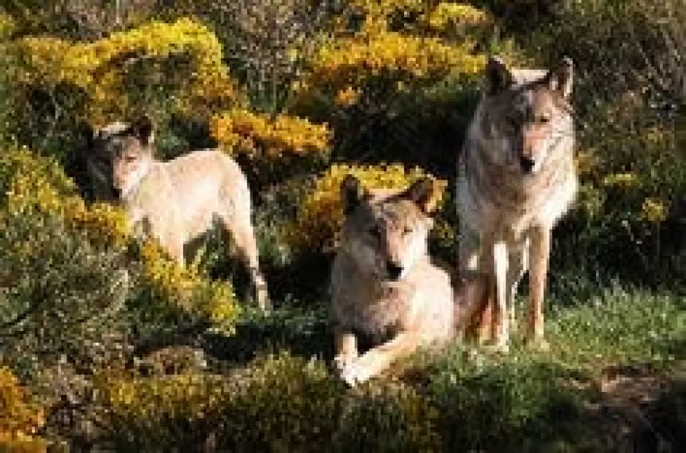 Campingplads Les Sous Bois du Lac