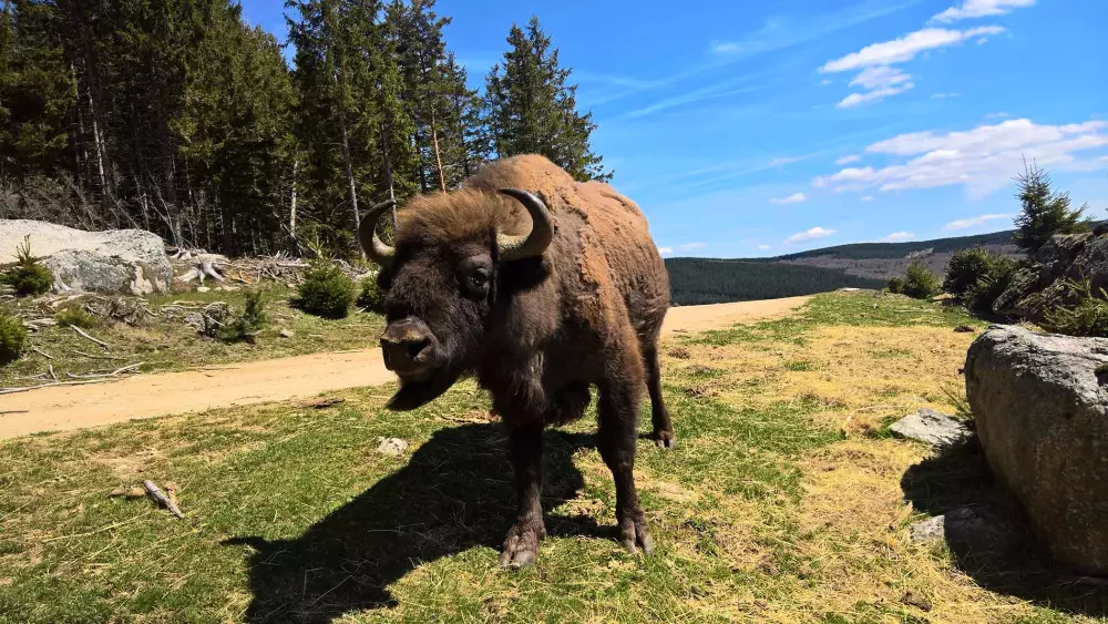 Campingplads Les Sous Bois du Lac