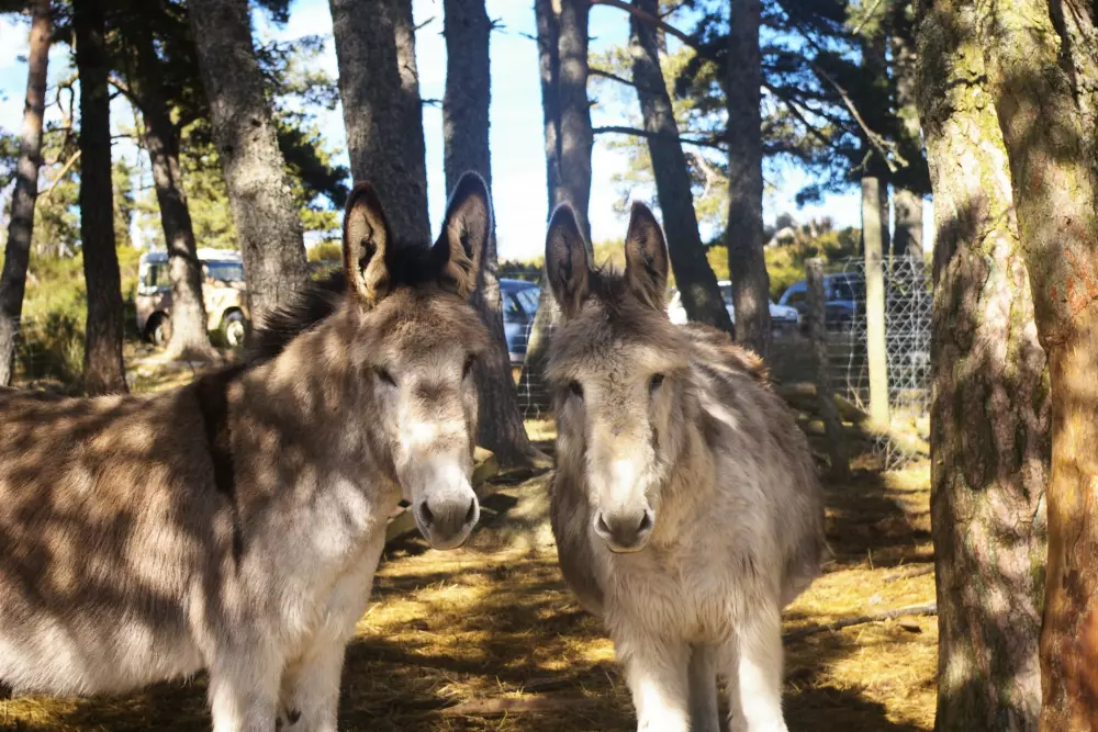 Campingplads Les Sous Bois du Lac