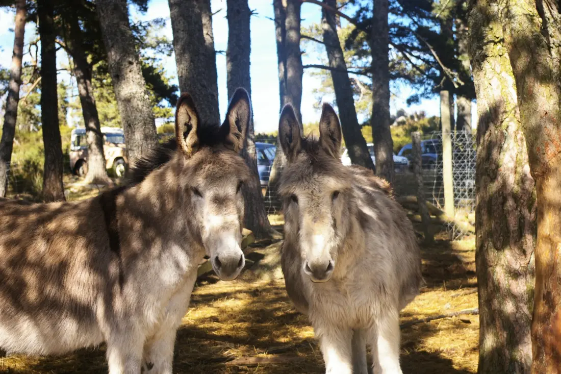 Campingplads Les Sous Bois du Lac