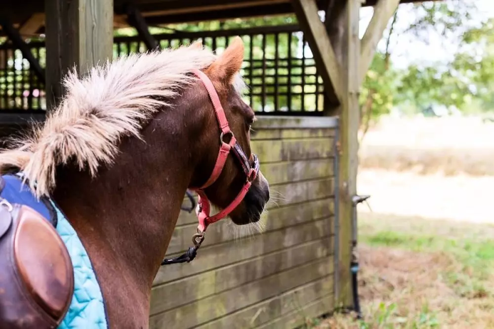 Domaine de l 'Oiselière - Nie.