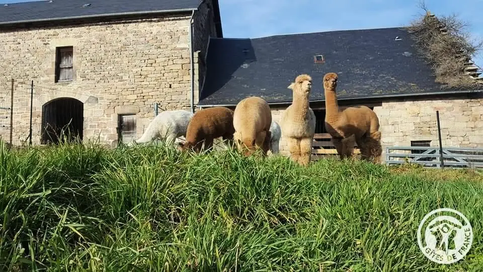 Gîte de France Alpaca 2 oren
