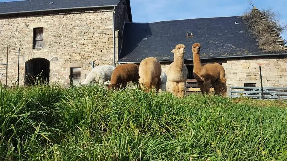 Gîte de France Alpaca 2 oren