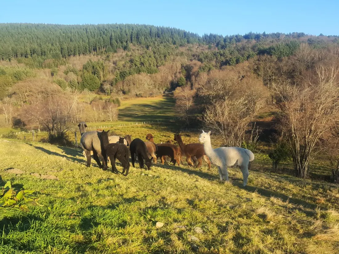 Gîte de France Alpaca 2 oren