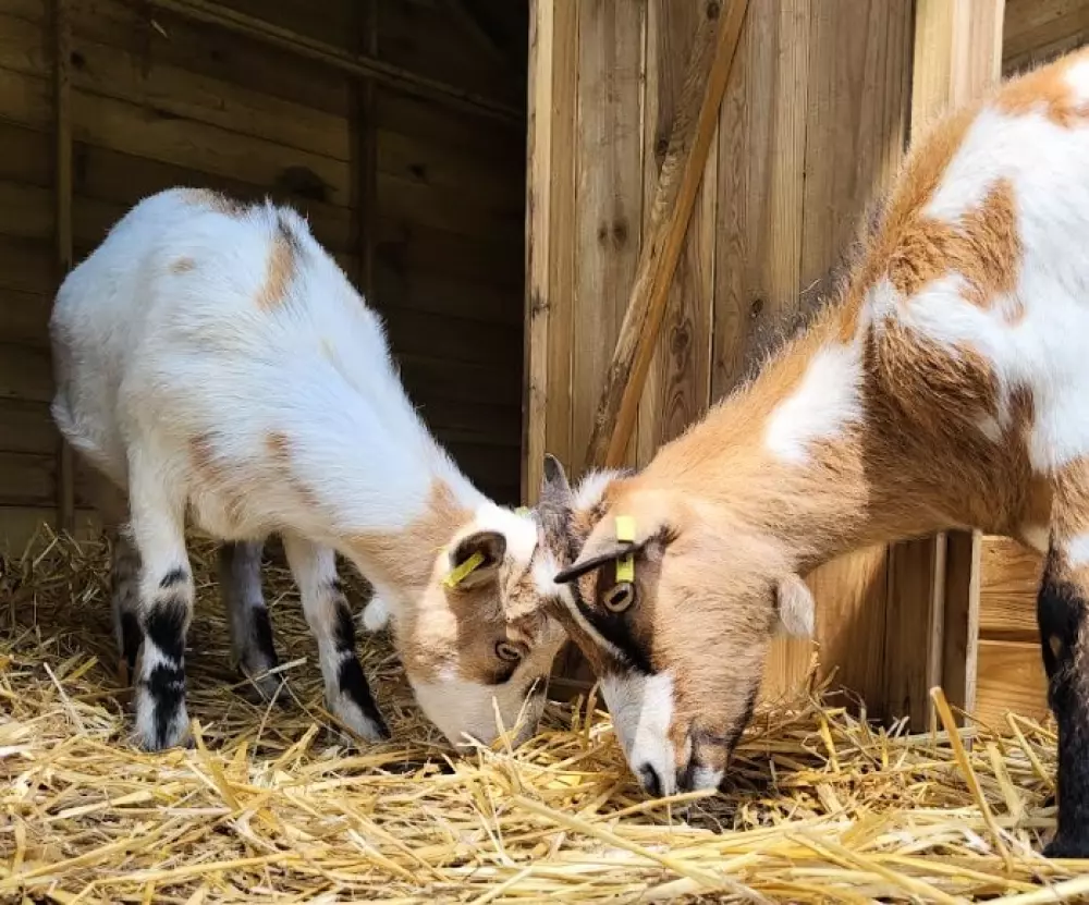 KAMPF DER GUE 2 Sterne★★