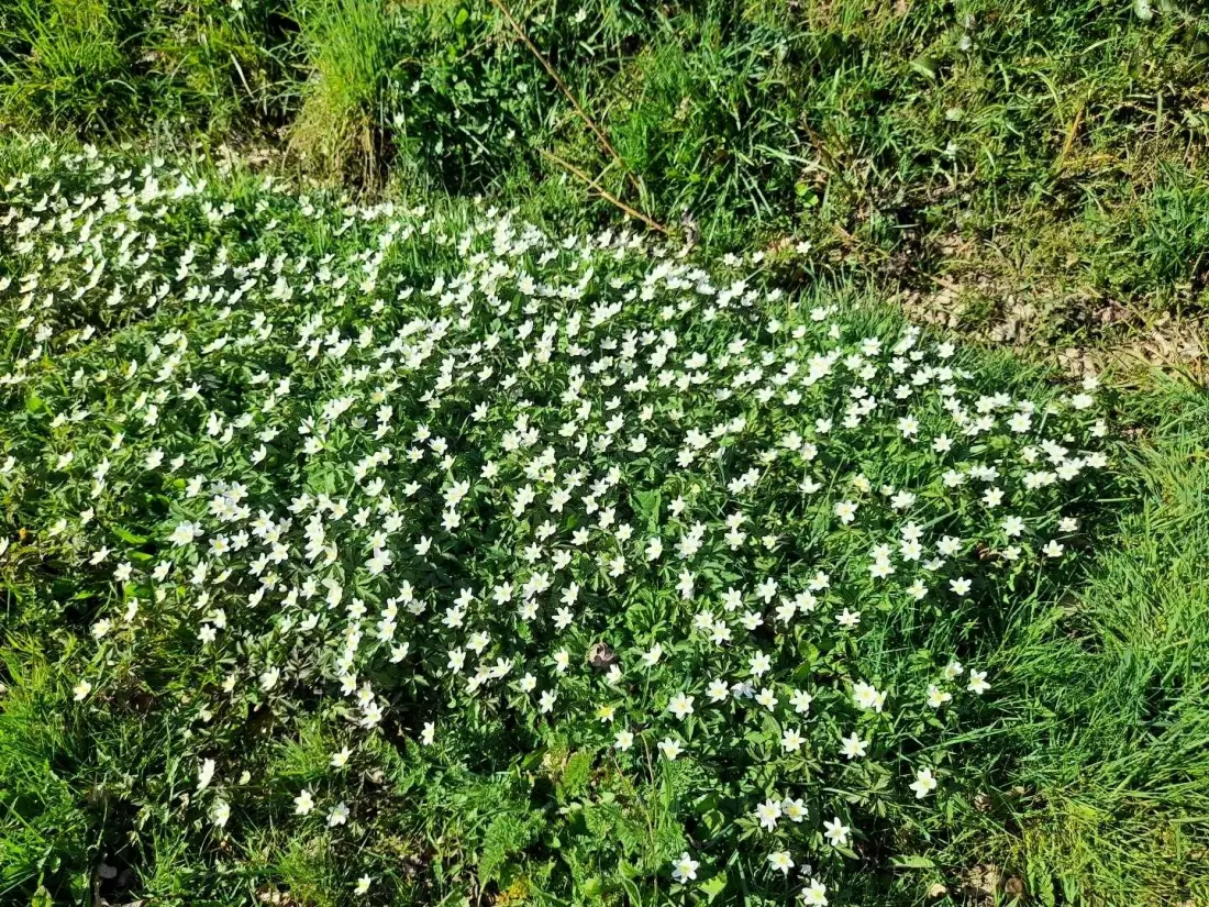 Gîte de France Ar gwelva 2 Ohren