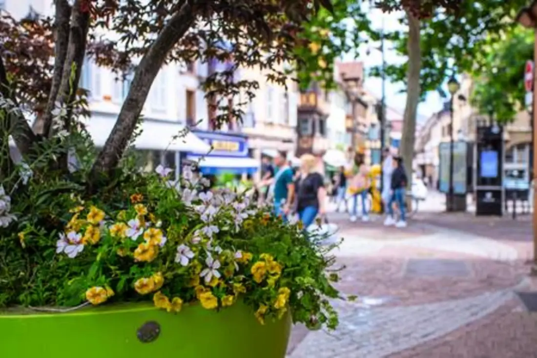 Charmant Appart Au Cœur De Colmar
