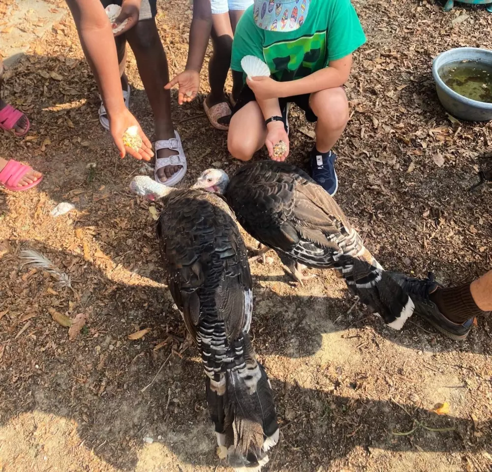 Camping El Trébol de 4 Hojas 3 Estrellas★★★