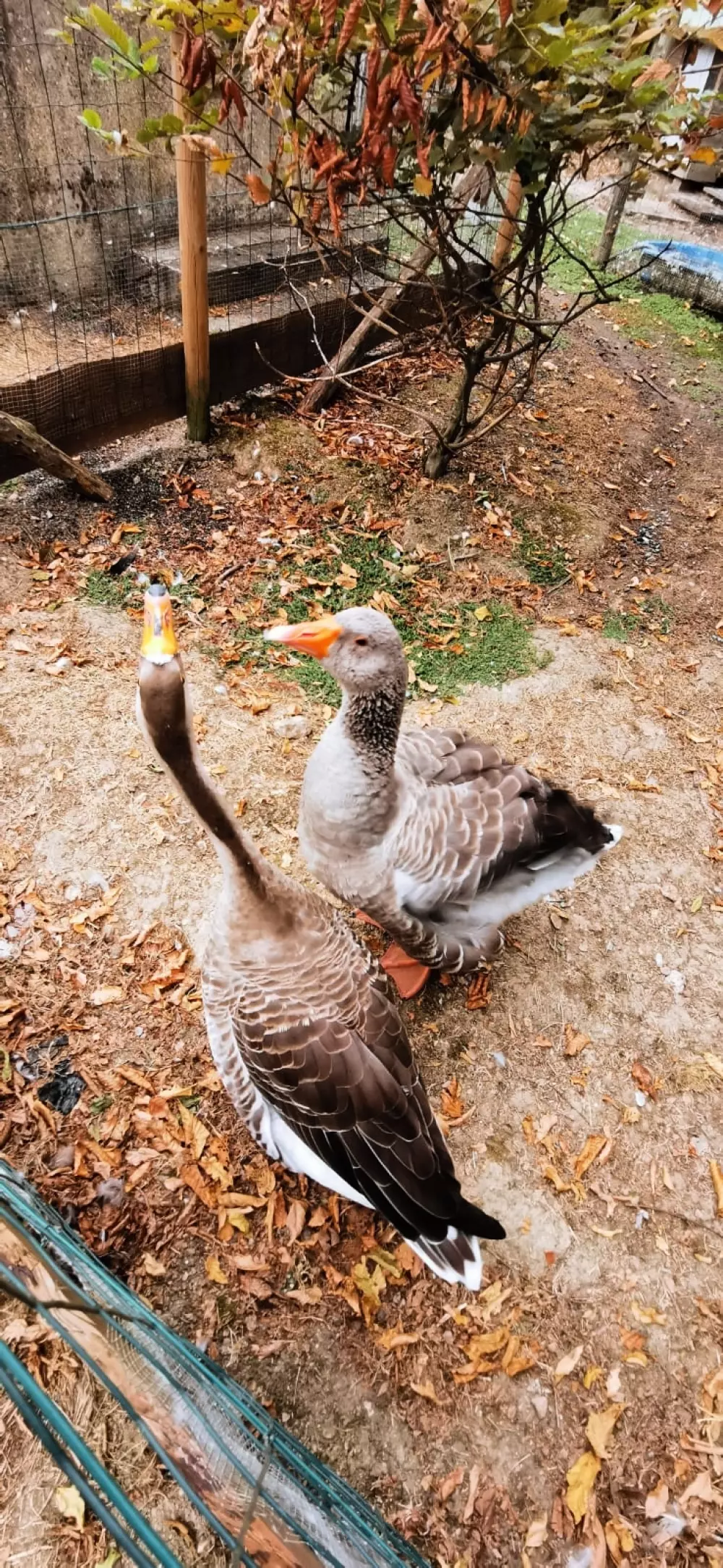 Camping El Trébol de 4 Hojas 3 Estrellas★★★