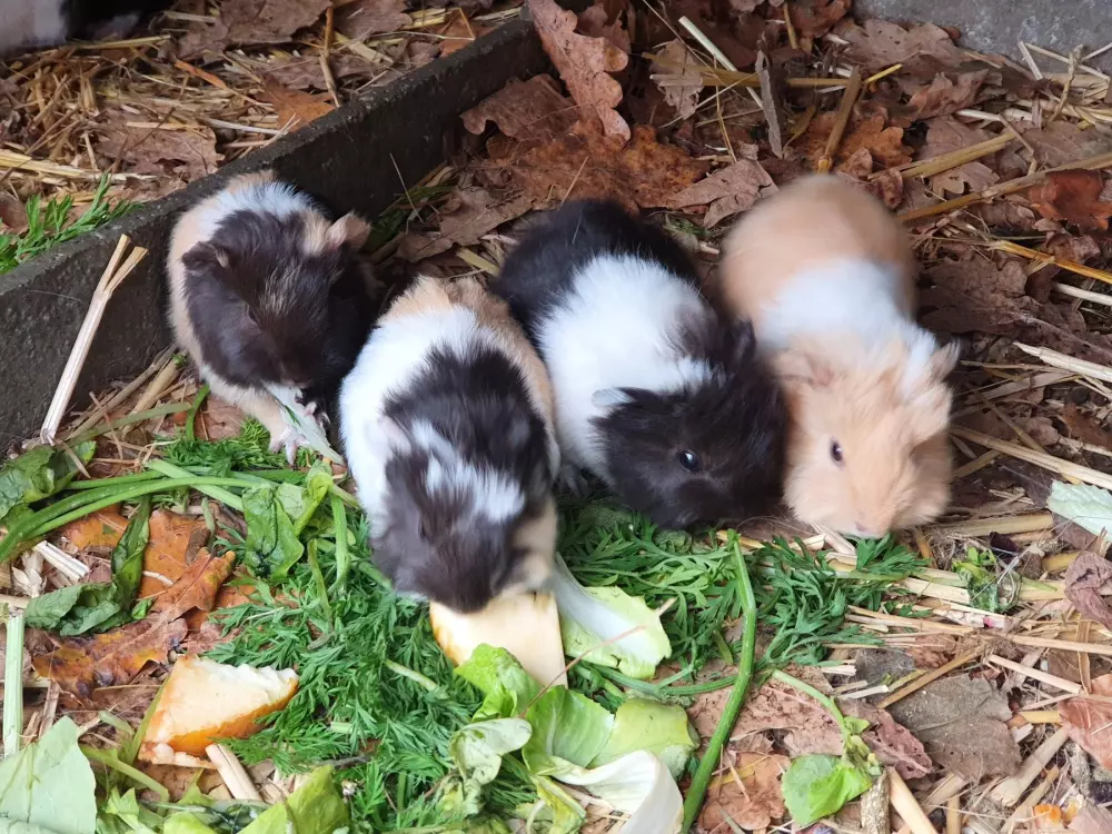 Camping El Trébol de 4 Hojas 3 Estrellas★★★