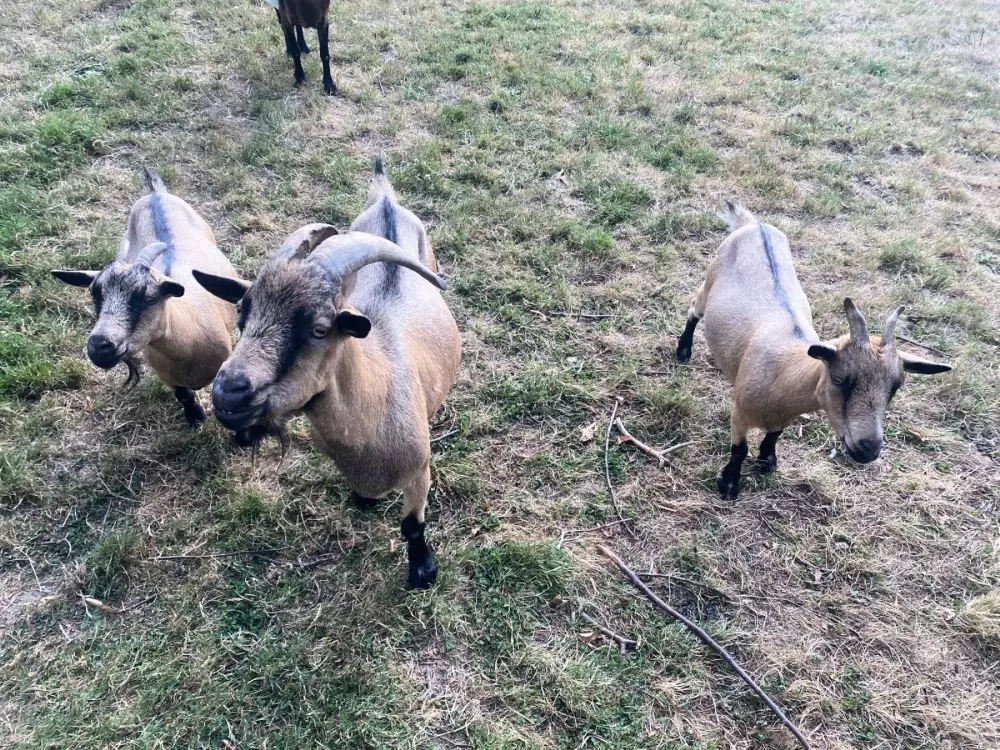 Camping El Trébol de 4 Hojas 3 Estrellas★★★