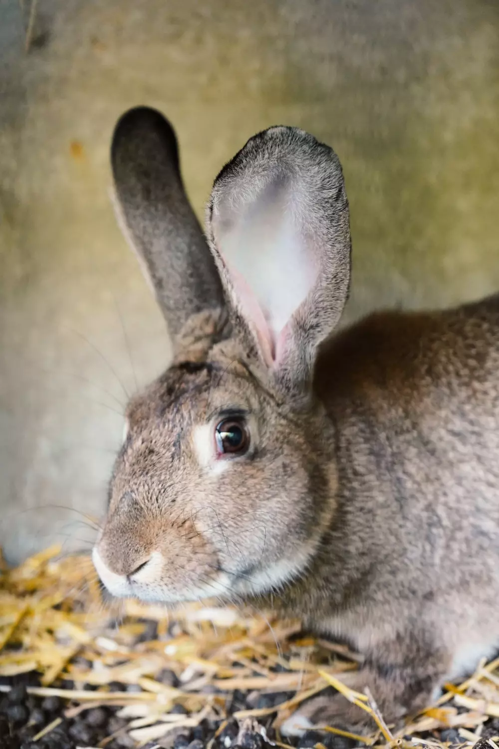 Camping El Trébol de 4 Hojas 3 Estrellas★★★