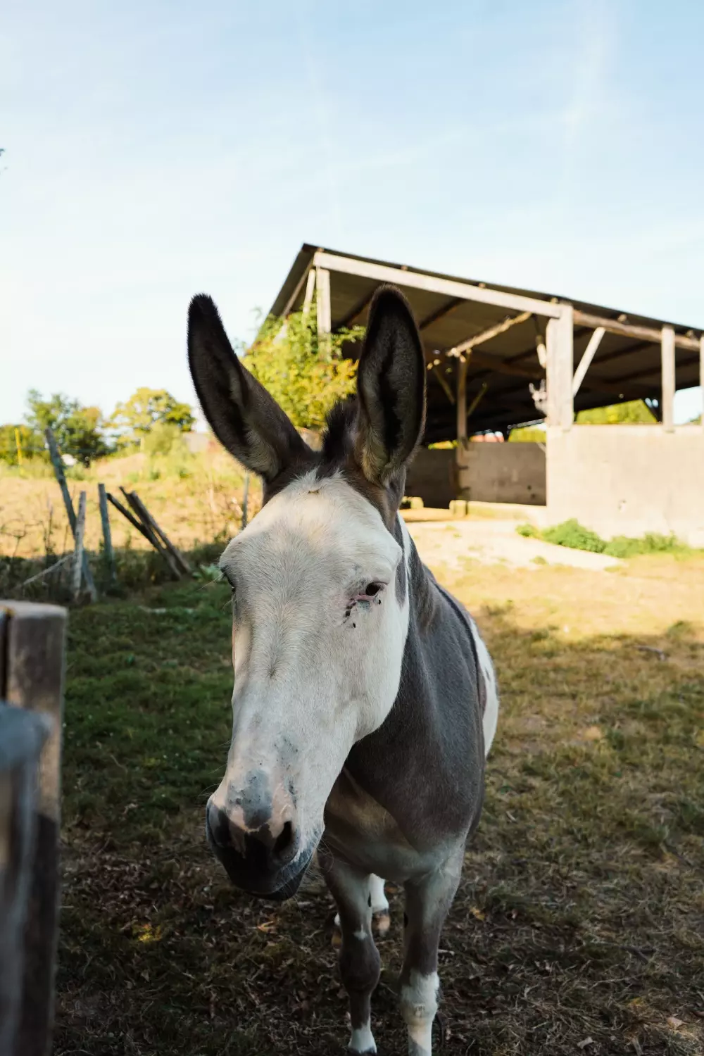 Camping El Trébol de 4 Hojas 3 Estrellas★★★