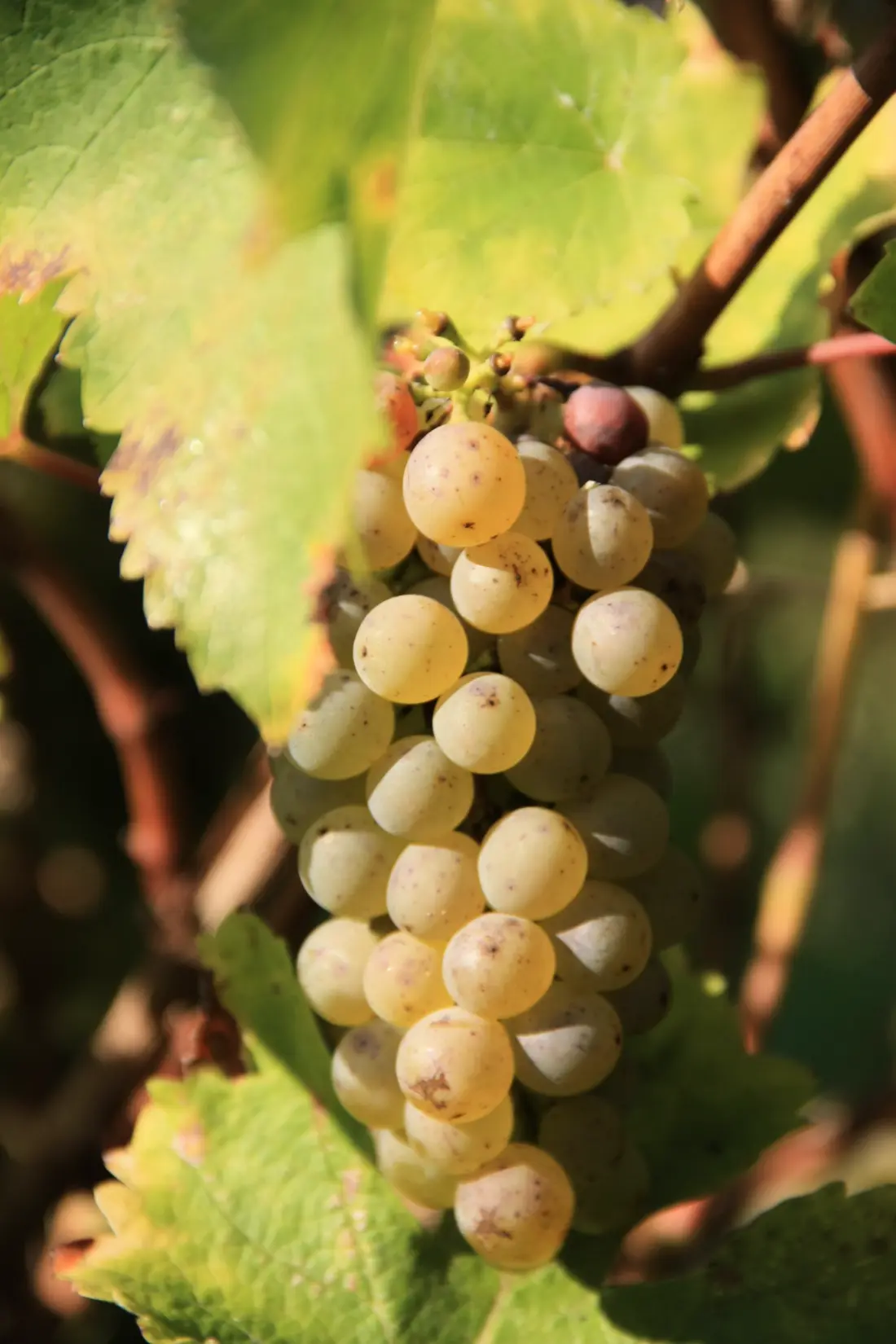 La Valle di Vignes