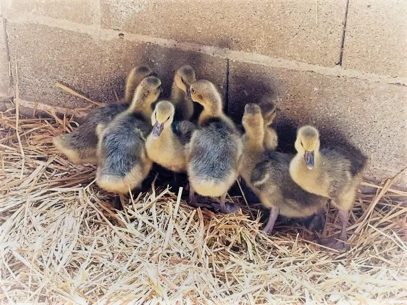 Gite de France Gite du bunny bleu 3 Ohren