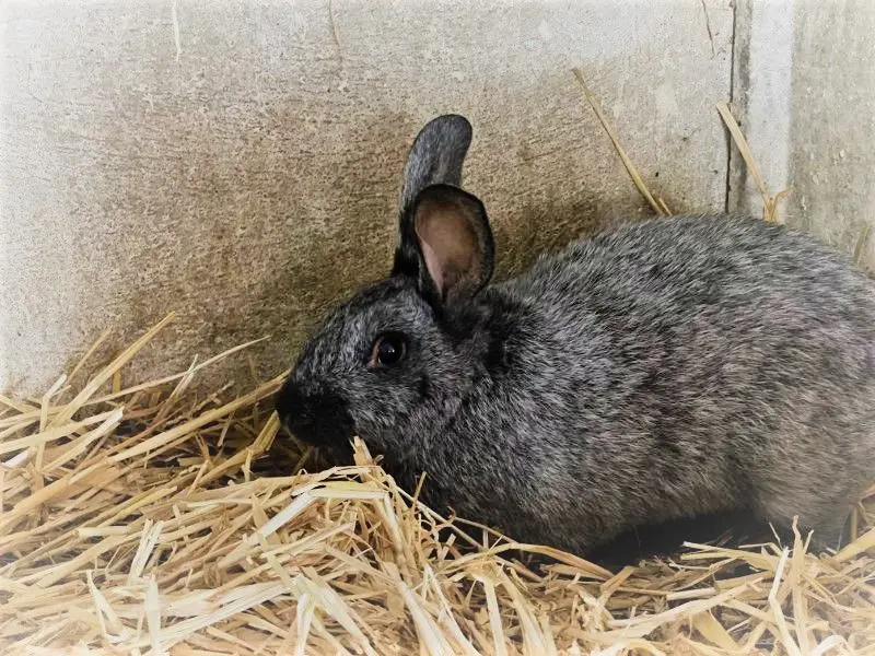 Gite de France Gite du bunny bleu 3 Ohren