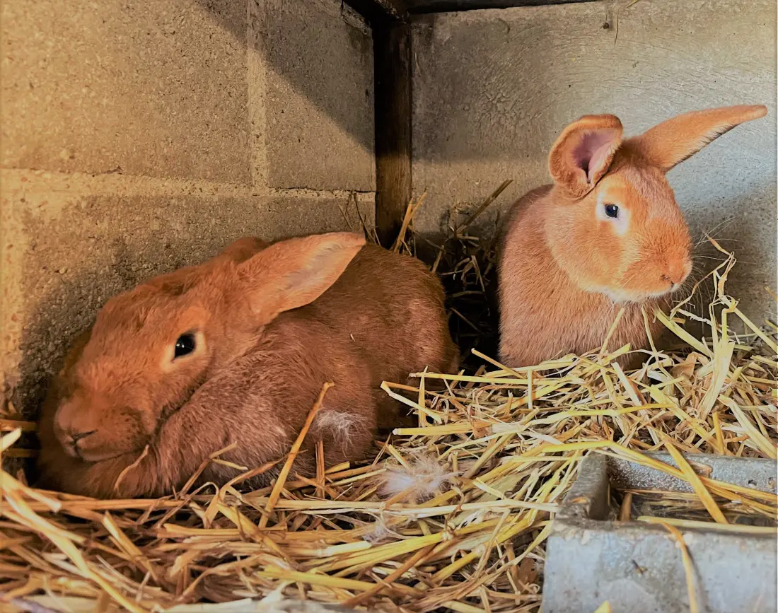 Gite de France Gite du bunny bleu 3 Ohren