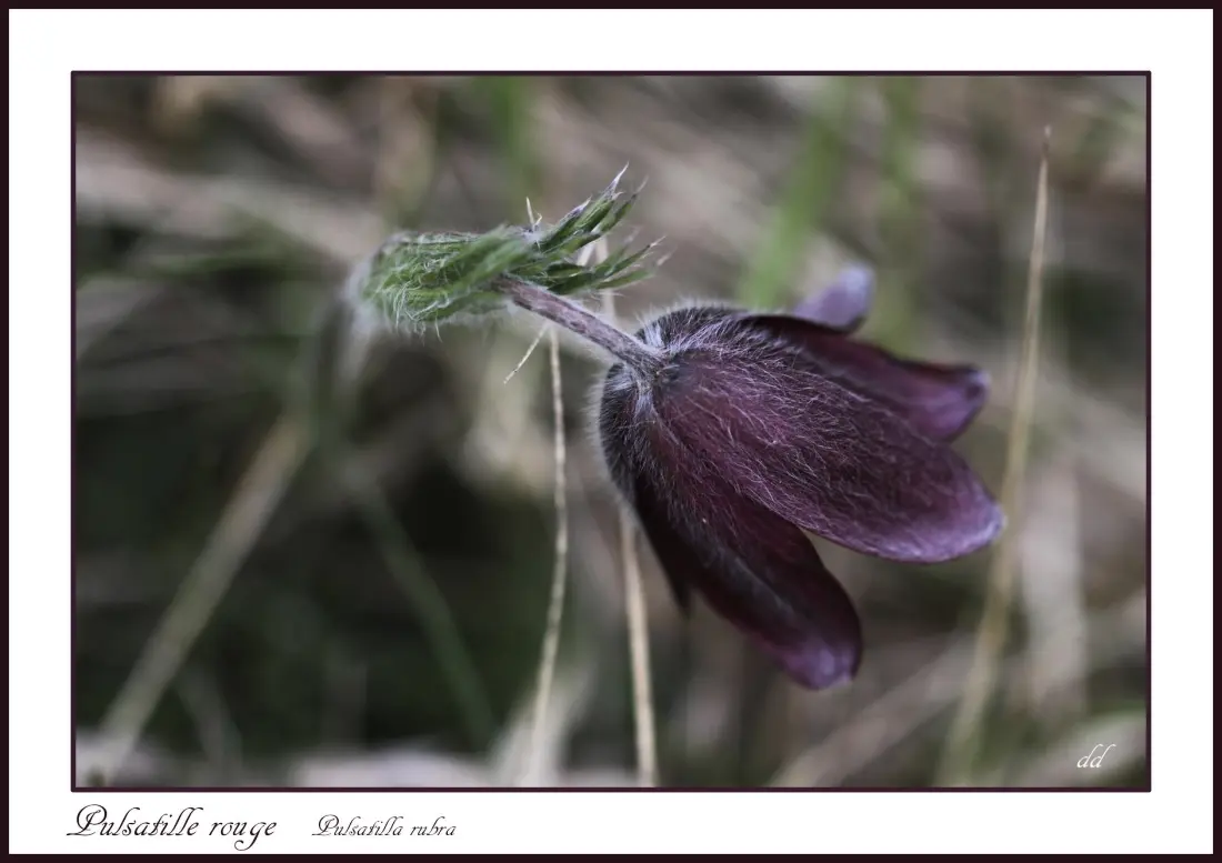 Flower Camping de Mars 3 Csillagok★★★