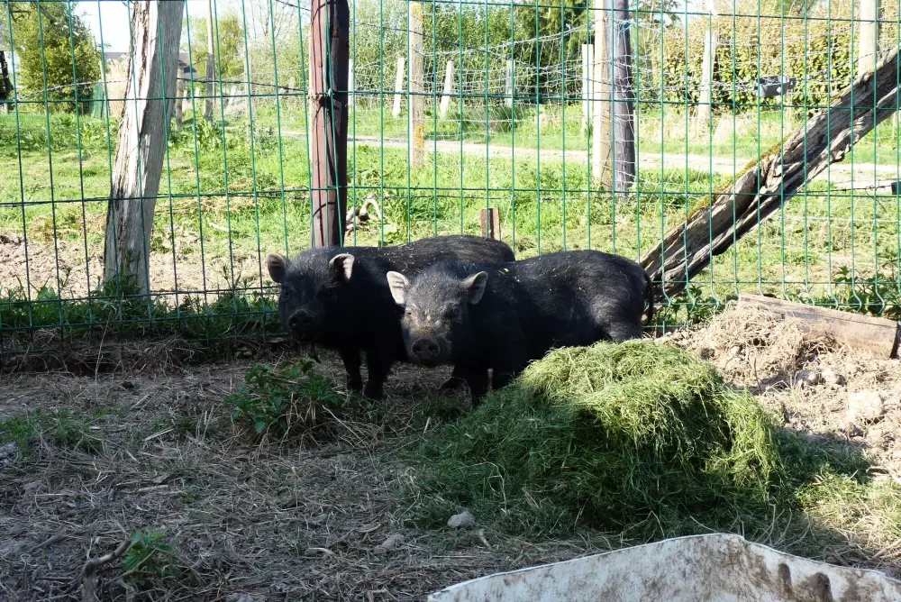 Ushuaïa Villages - Camping Les Pommiers Pays d'Auge 3 Sterne★★★