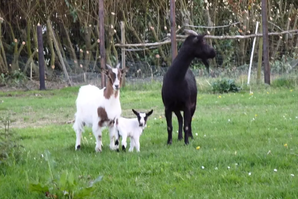 Ushuaïa Villages - Camping Les Pommiers Pays d'Auge 3 Sterne★★★