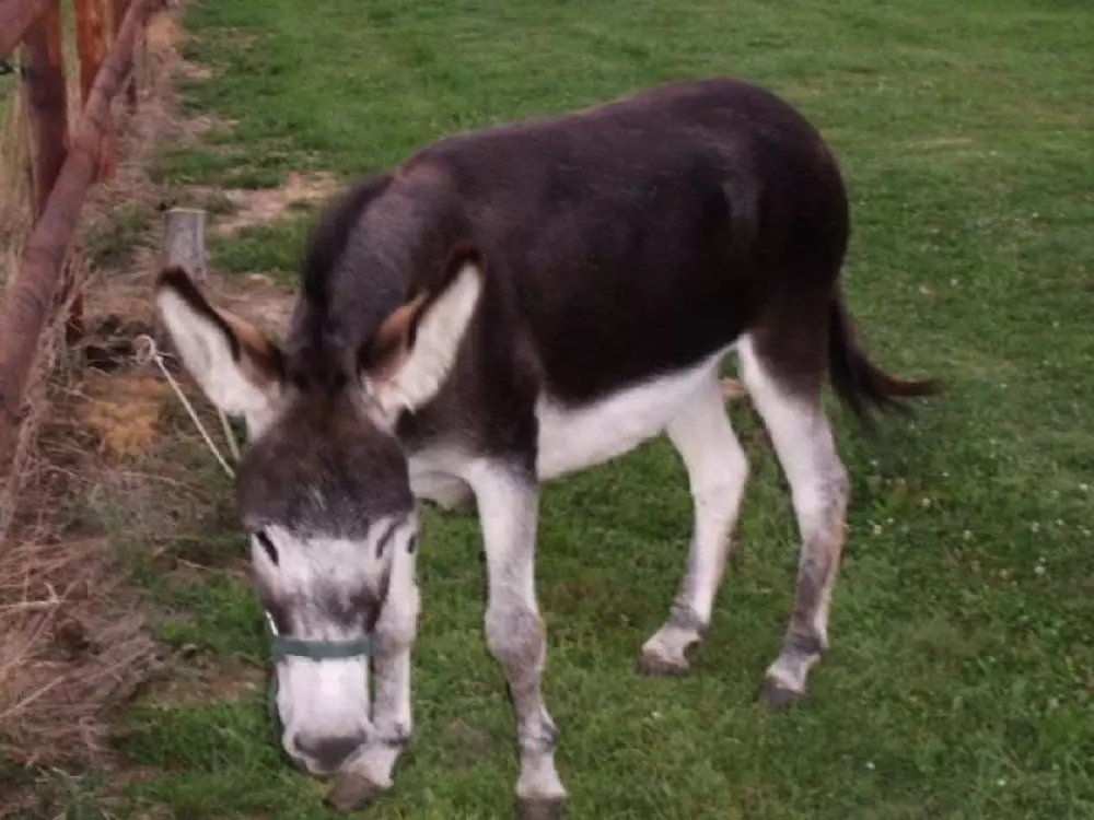 Ushuaïa Villages - Camping Les Pommiers Pays d'Auge 3 Sterne★★★