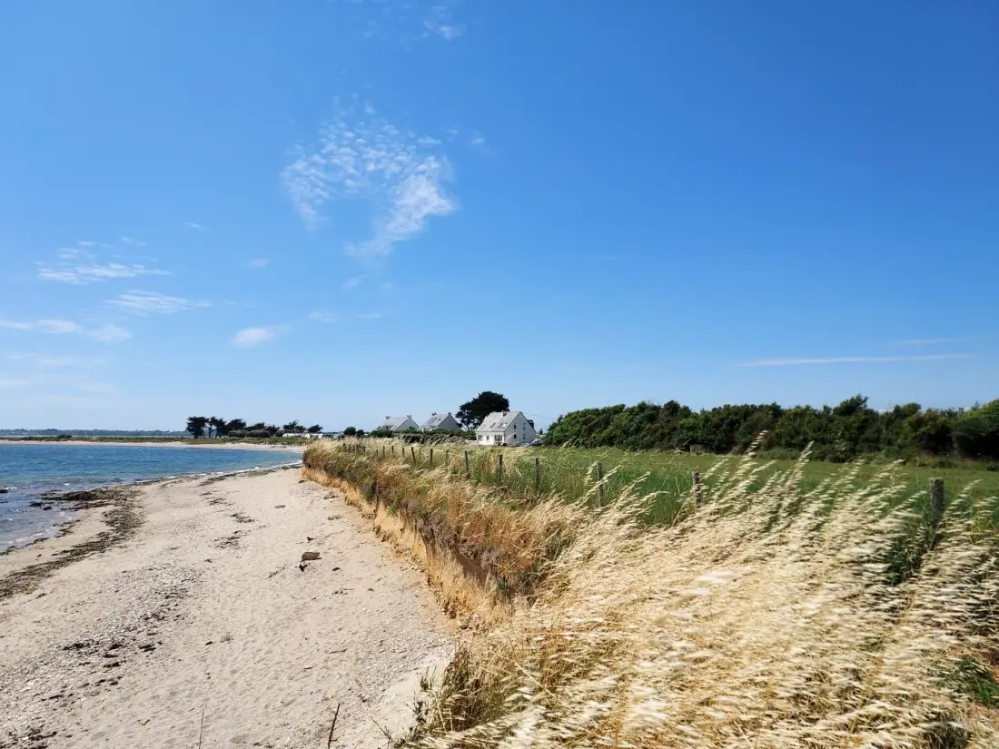 Gîte de France Der Säbelschnäbler mit 3 Ähren