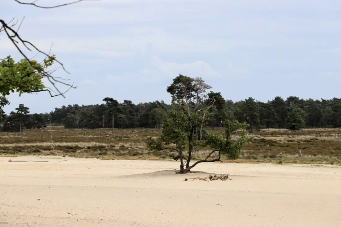 Camping de Zwammenberg