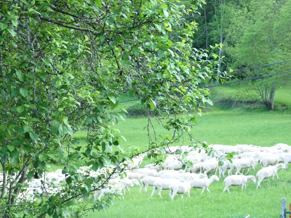 Camping le Bourdieu #