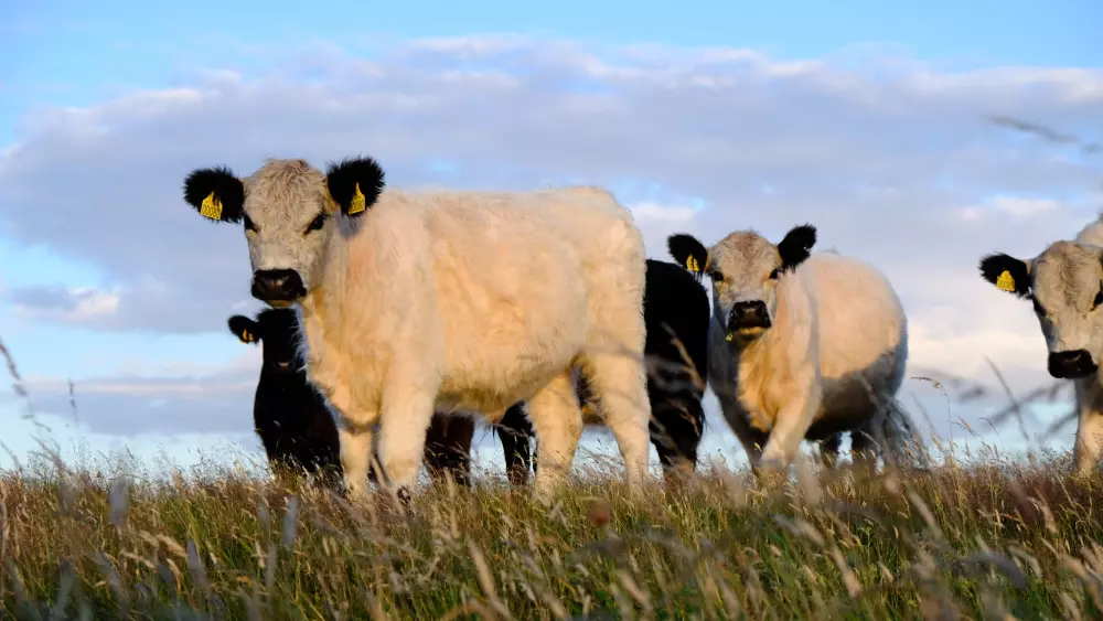 Feddet Strand Resort 5 Stelle★★★★★