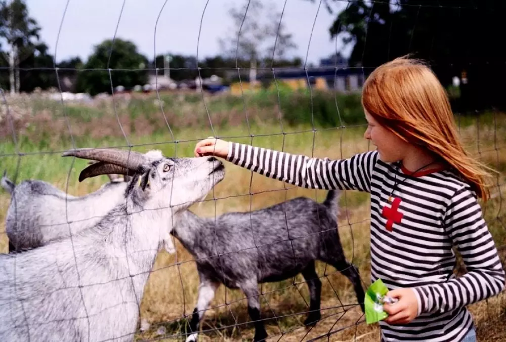 Feddet Strand Resort 5 Stelle★★★★★