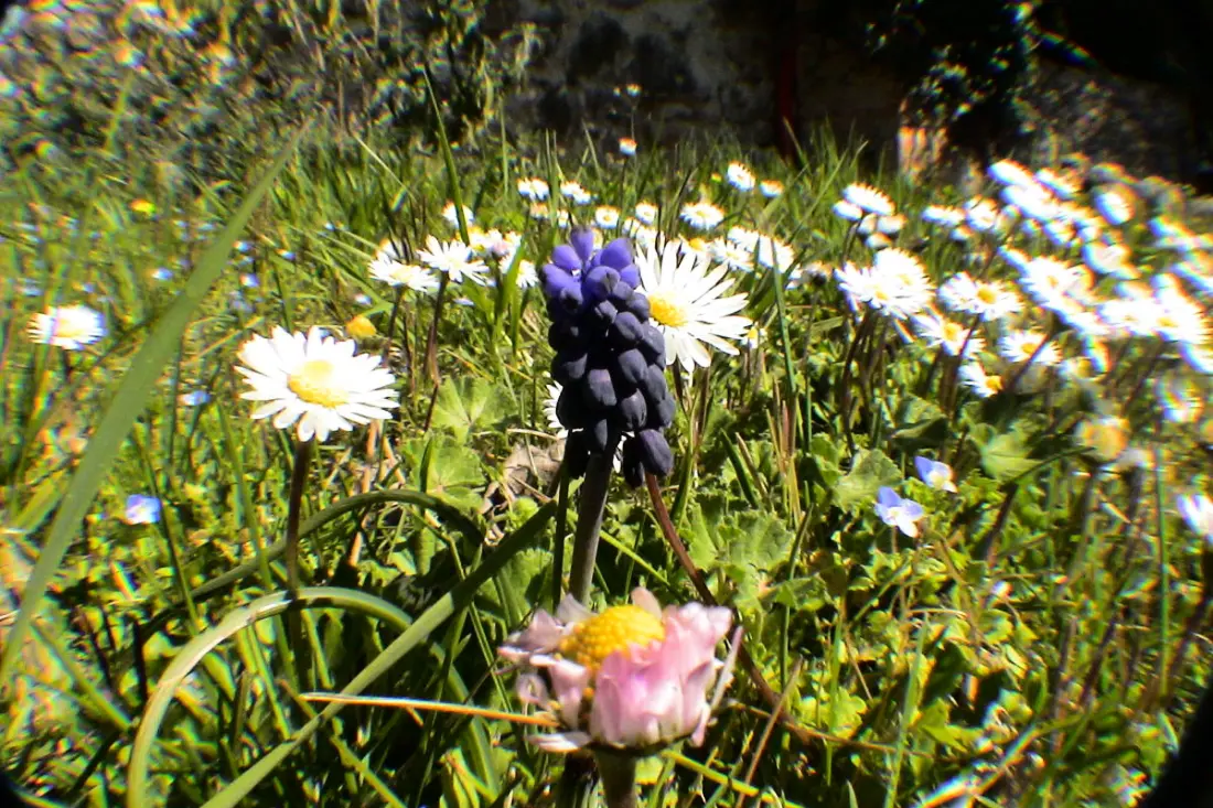 Lou Penequet, tipikus Mas úszómedencével Provence-ban, természet, csendes