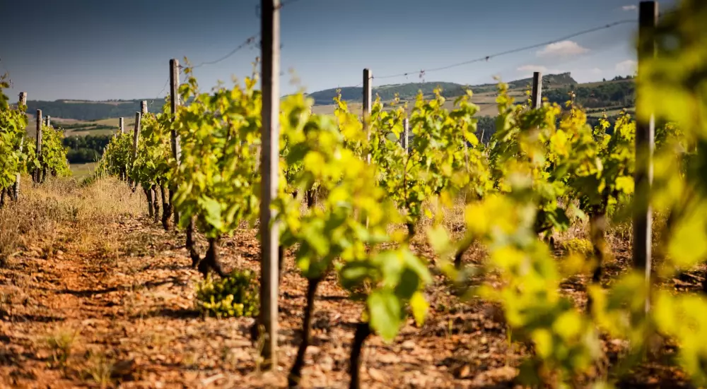 Camping La Grappe Fleurie