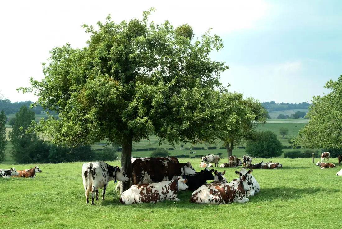 Gîte de France Gîtes de france® - a kenyér sütő 3 fül