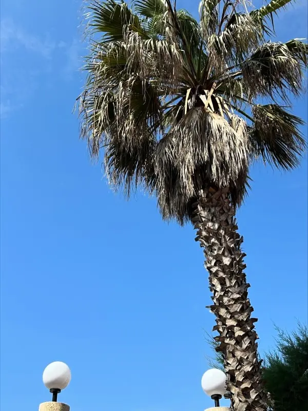 The Beachside Coquette