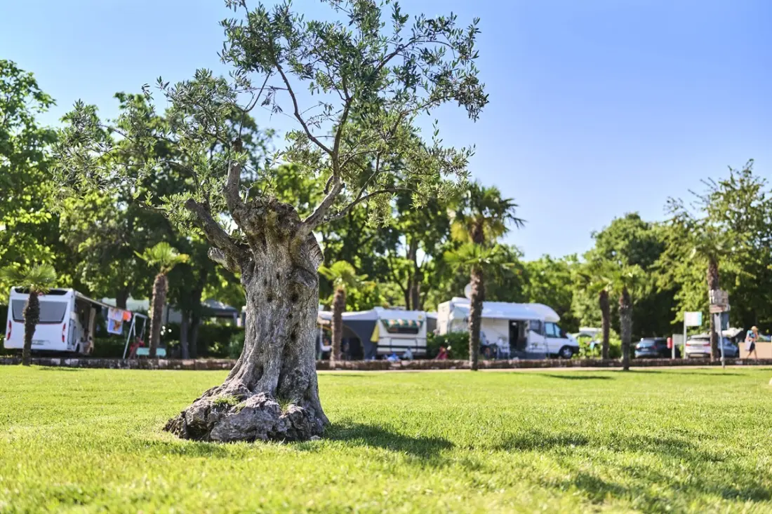 Campingplads Zelena Laguna4 Stjerner★★★★