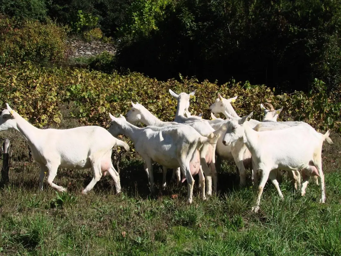 Gîte de France Gîte pelegrine - 2/3 Personen 3 Ohren