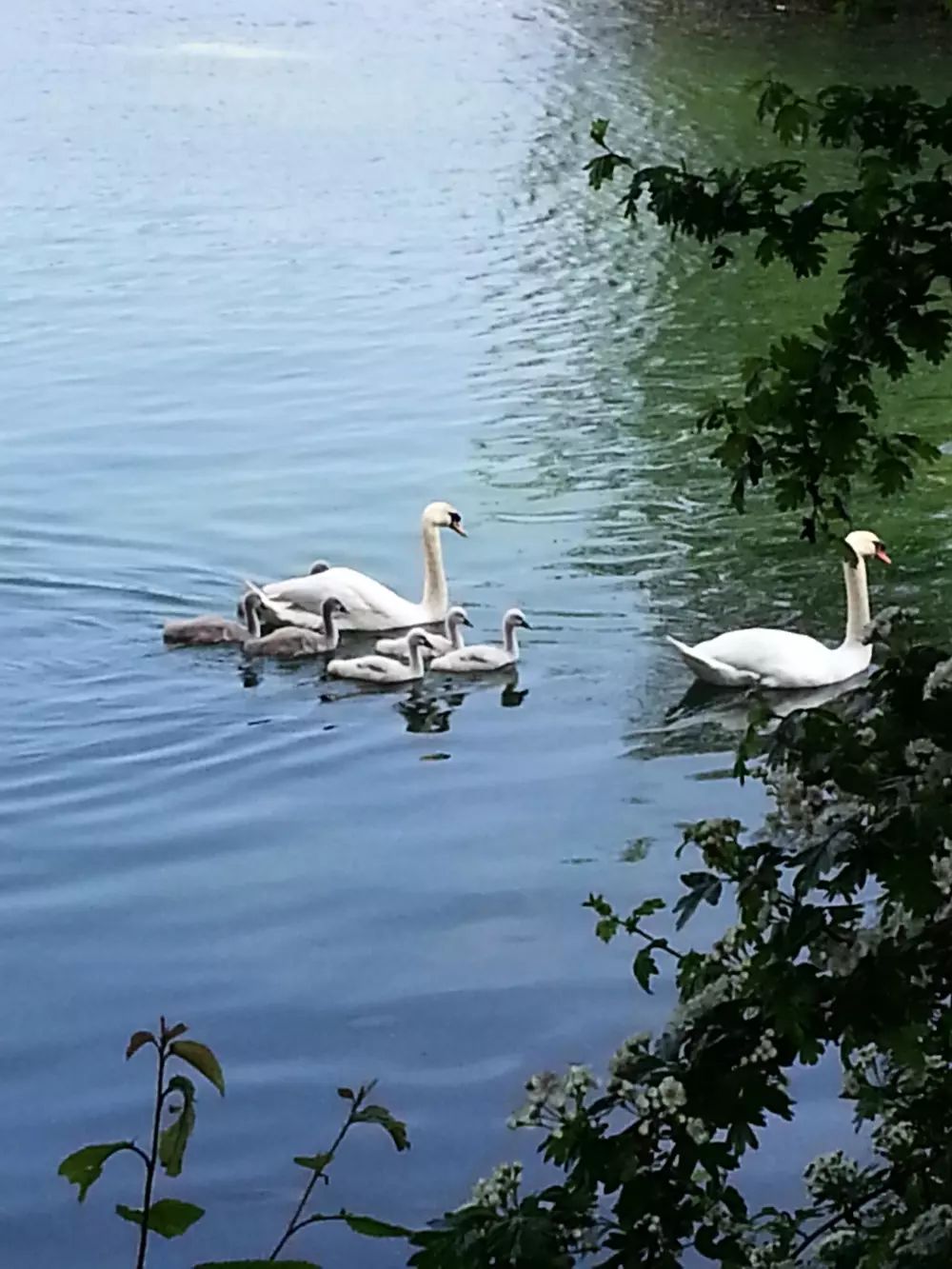 Camping Saisonova Les Marguerites 3 Sterne★★★