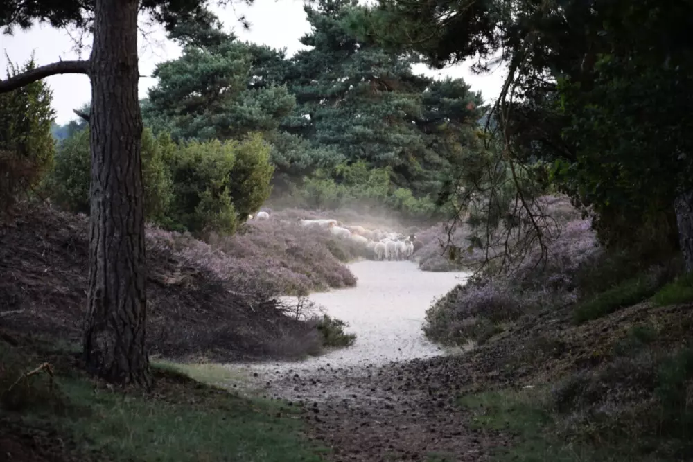 Campsite het Horstmannsbos