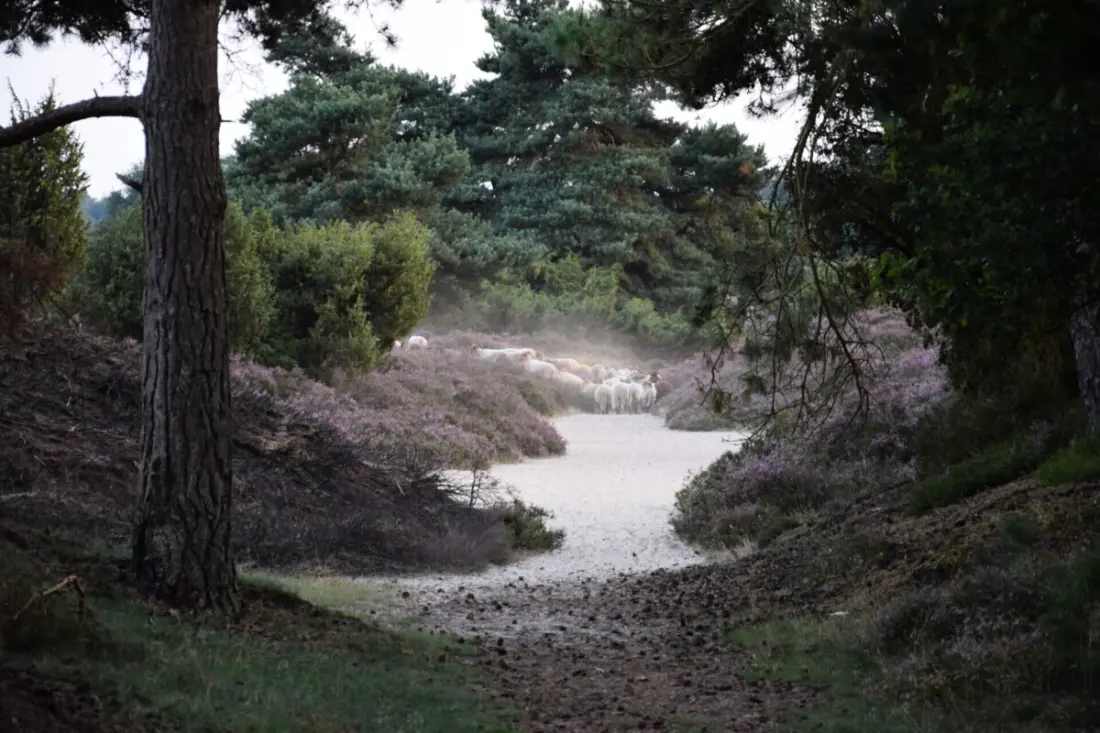 Campingplatz het Horstmannsbos
