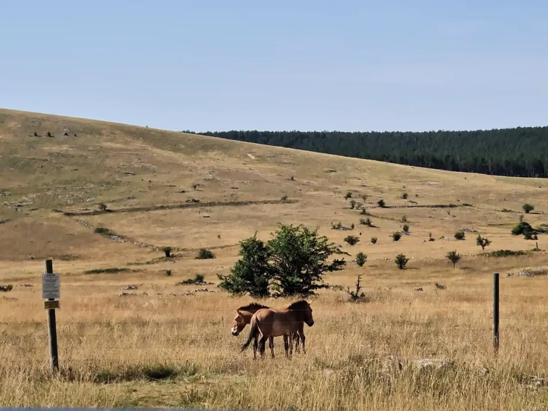 Nyári otthon A 3 csillagos Alfred ház