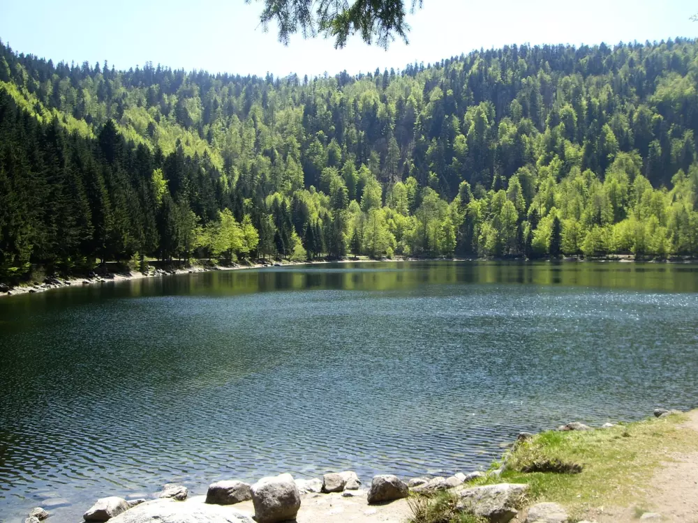 Kwiat Kempingi LA STENIOLE 4 Gwiazdy★★★★ 4 Gwiazdy★★★★ 4 Gwiazdy★★★★ 4 Gwiazdy★★★★