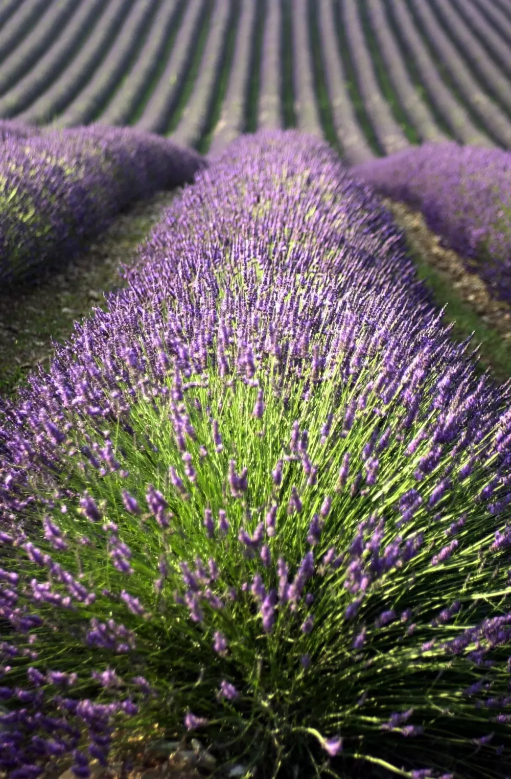 Campingplatz La Pinède 4 Sterne★★★★