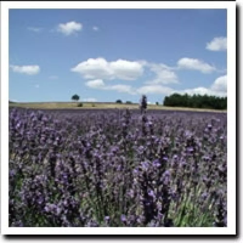 Campingplatz La Pinède 4 Sterne★★★★