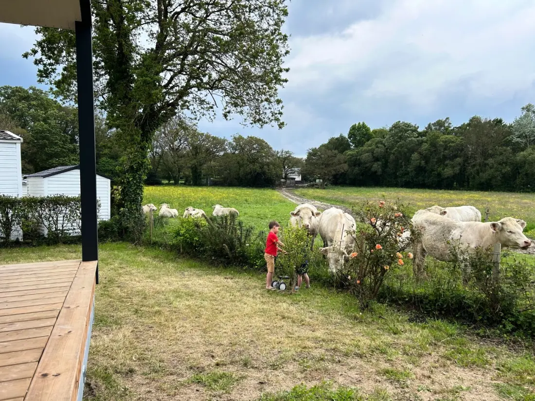 Campsite Domaine du Mes 4 Stars★★★★